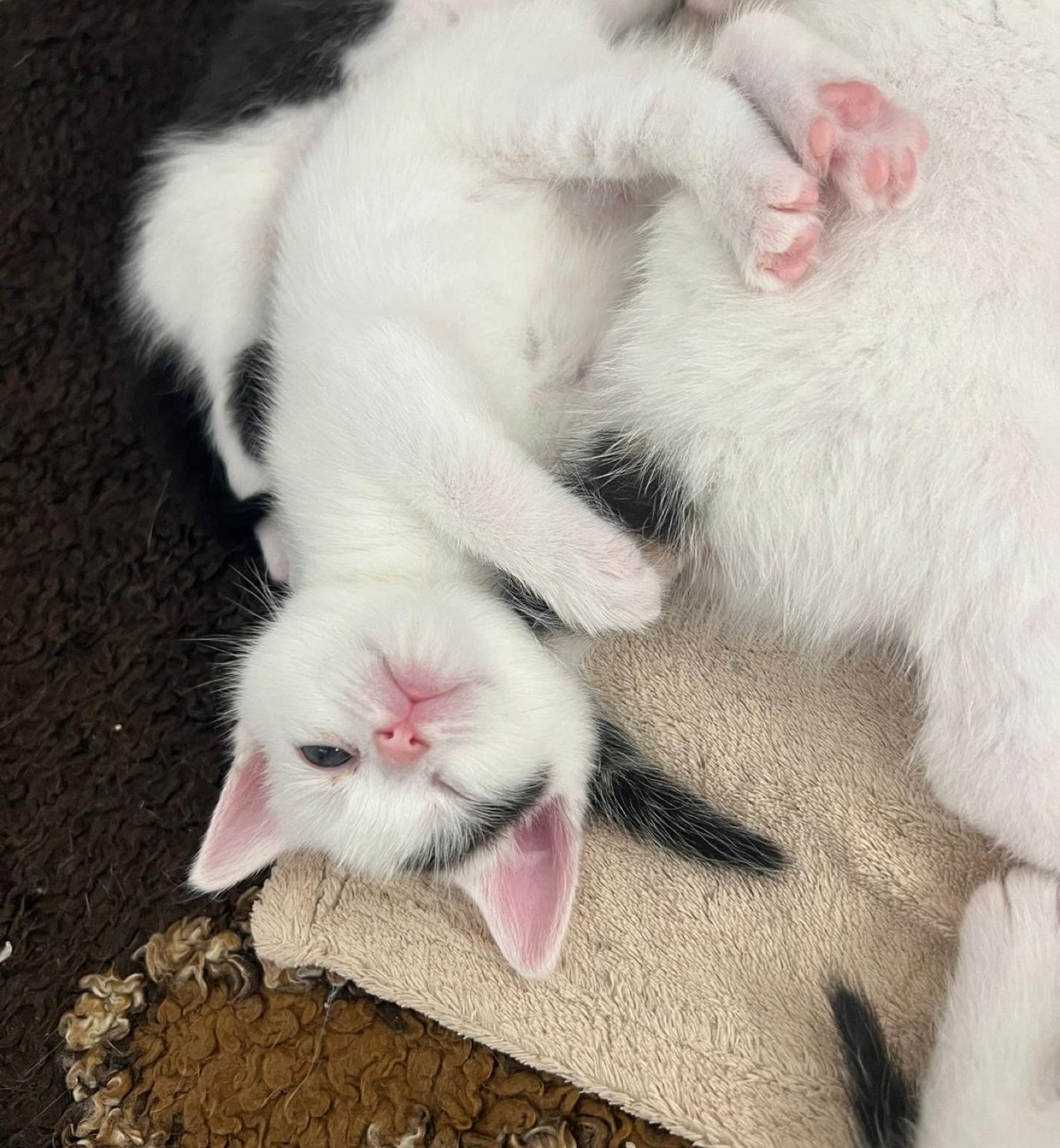 Person, Die Babyfüße In Der Selektiven Fokusfotografie Hält